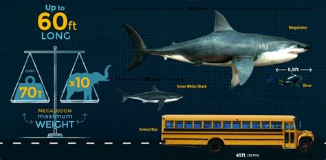 Megalodon shark, its huge body length and .